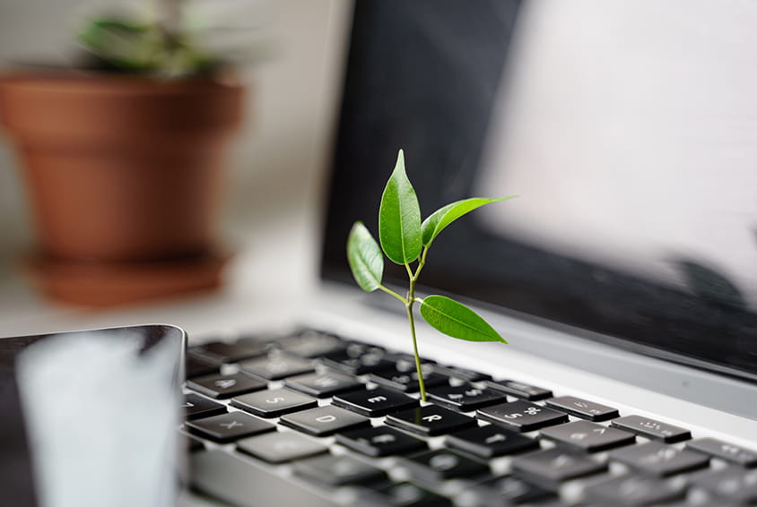 A plant growing out a keyboard to symbolise how consumers can choose to support sustainability projects